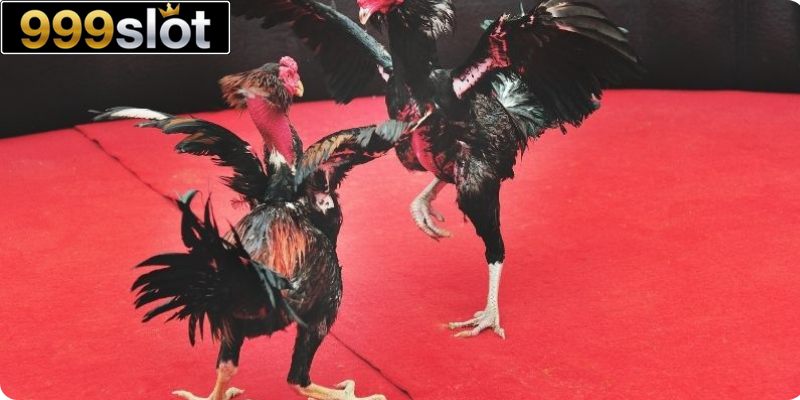 Đá Gà Nổi Tiếng – Khám Phá Địa Điểm Chơi Hấp Dẫn Nhất