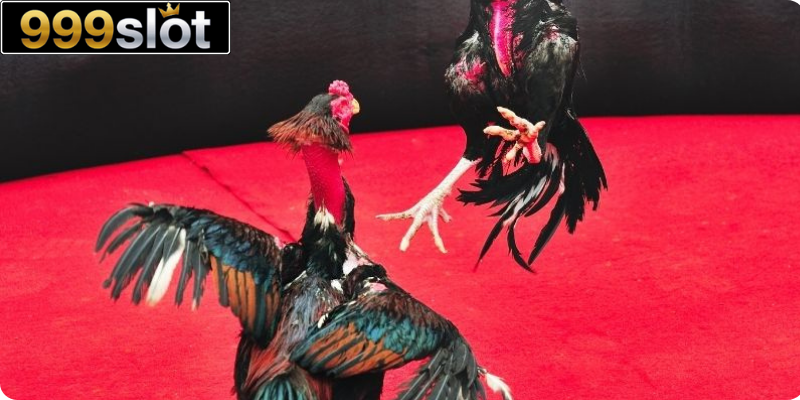 Khái quát chi tiết nhất về đá gà nổi tiếng