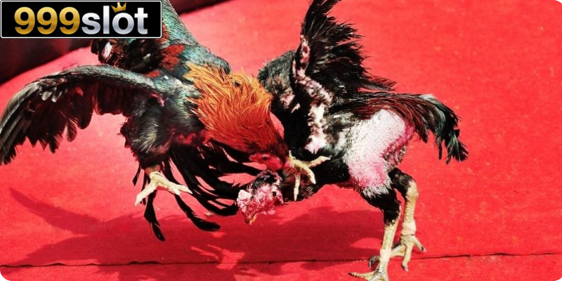 Đá gà Thái Lan hấp dẫn không thể bỏ qua