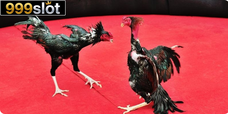 Huấn luyện và chăm sóc chiến binh khoa học