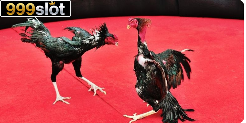 Kỹ thuật nuôi gà đá không thể bỏ qua