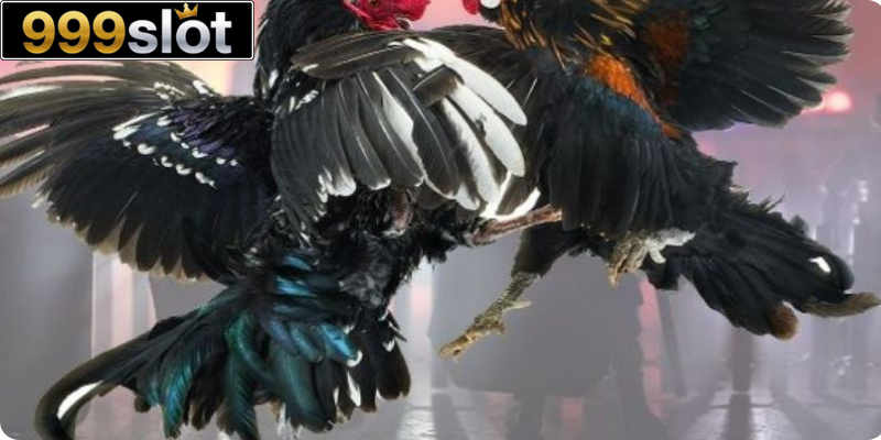 Khám phá sảnh đá gà 999slot hấp dẫn