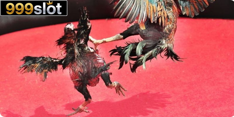 Bí kíp chơi cược đá gà online cực đỉnh